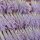 Lavendel Strau&szlig; B&uuml;ndel Lavandin Lavendel Strau&szlig;