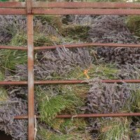 &Auml;therisches Lavendel&ouml;l Echter Lavendel und Lavandin Lavendel